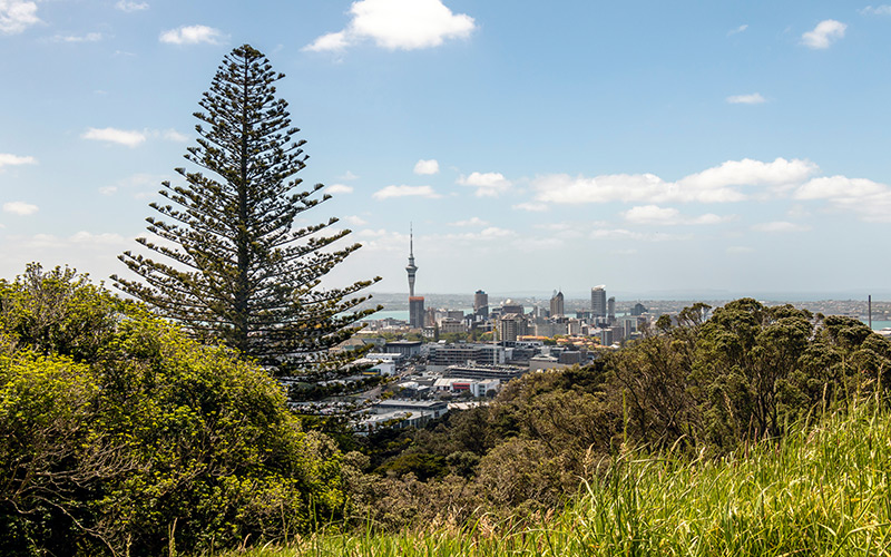 Skyline of Auckland city and tree tops from Mount Eden in New Zealand