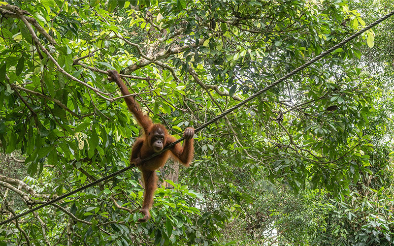 Orangutans in Malaysian Borneo’s treetop sanctuaries