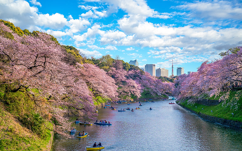 Cherry blossom in Tokyo, Japan. 