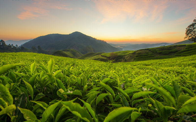 Cameron Highlands, Malaysia