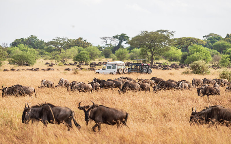 Wild animals roaming free 
