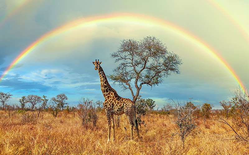 Giraffe  roaming free across the Greater Kruger National Park area