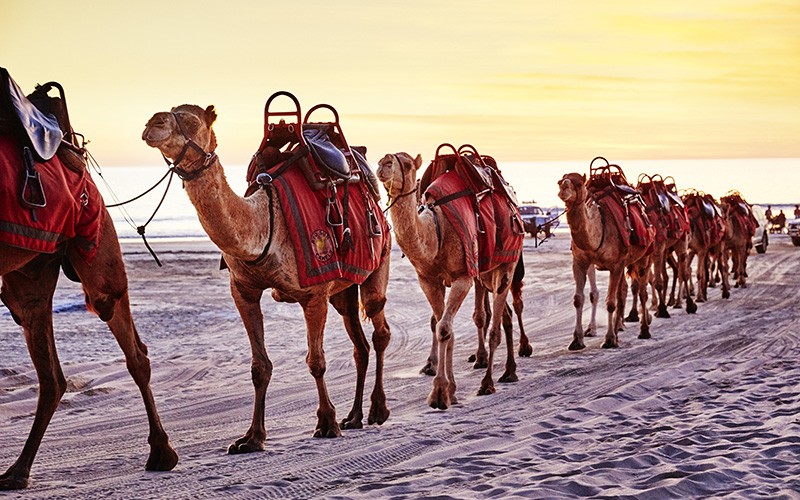 Camels on the beach at sunset in Broome