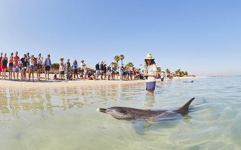 Dolphins at Monkey Mia