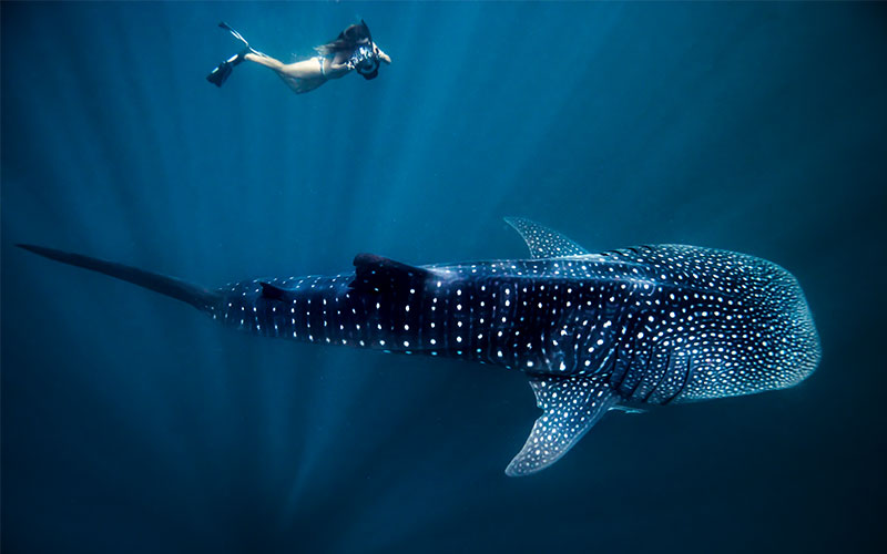 Woman snorkelling underwater with whale shark