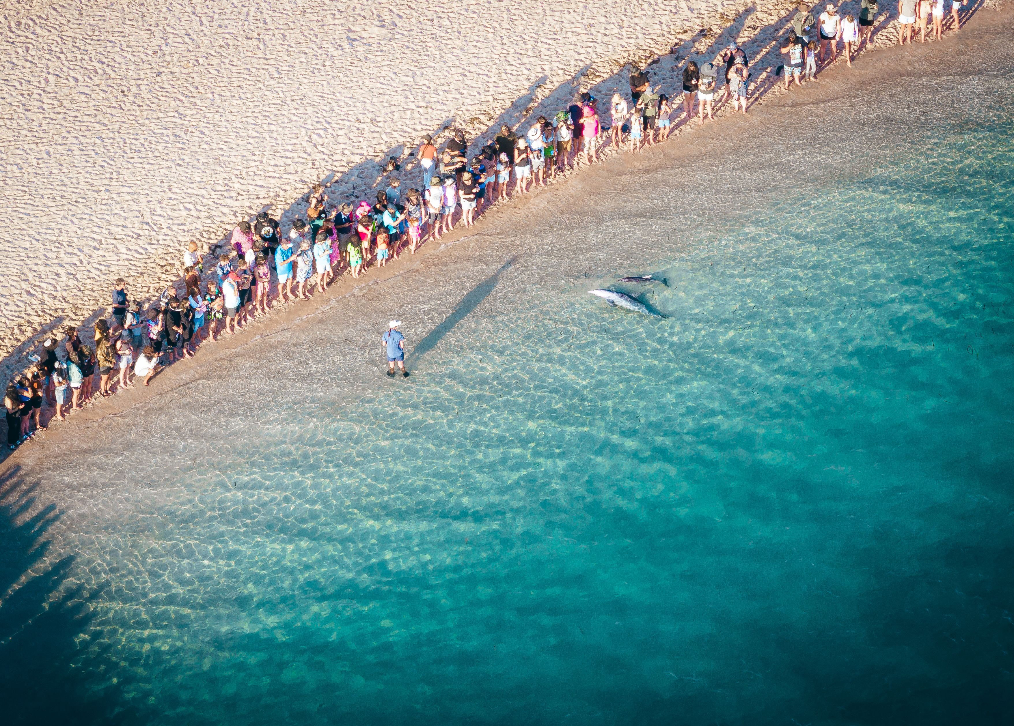 Aerial view of a crowd standing along the shoreline in shallow clear water watching dolphins swimming nearby.