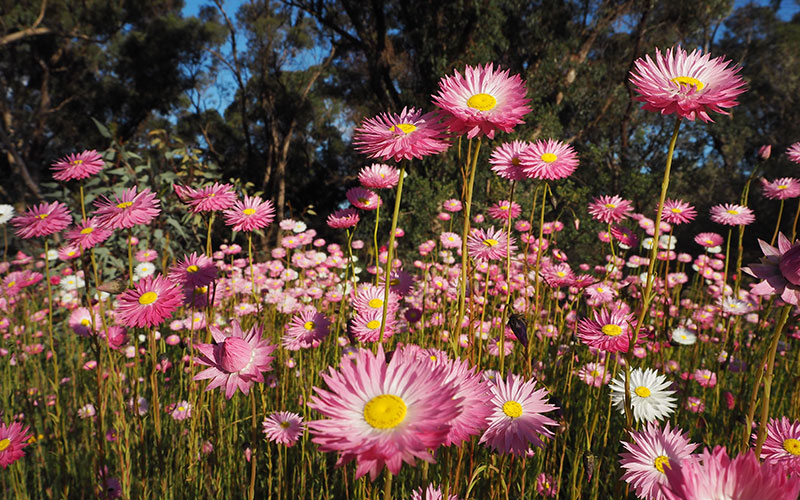 Pink everlastings in King’s Park and Botanic Garden, Perth.
