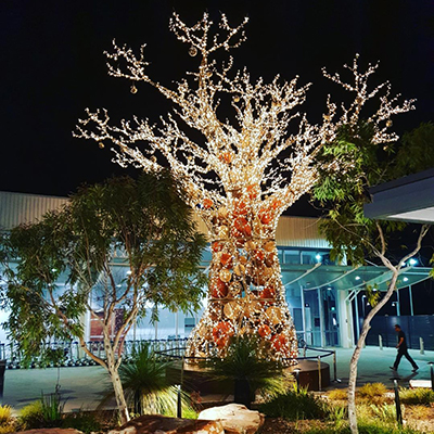 Boab tree Christmas lights - Perth Airport forecourt