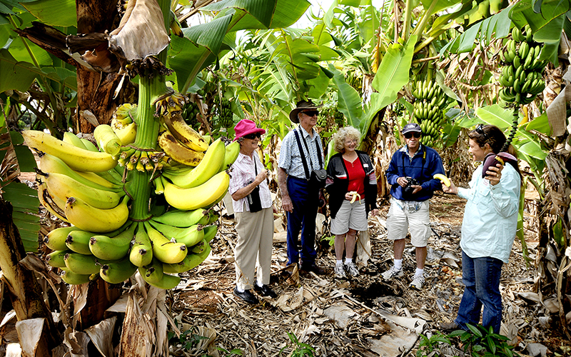 Carnarvon bananas on the Fruit Loop Drive Trail